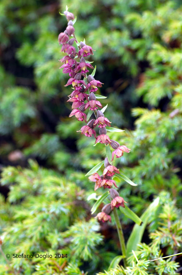 Epipactis helleborine e E. atrorubens